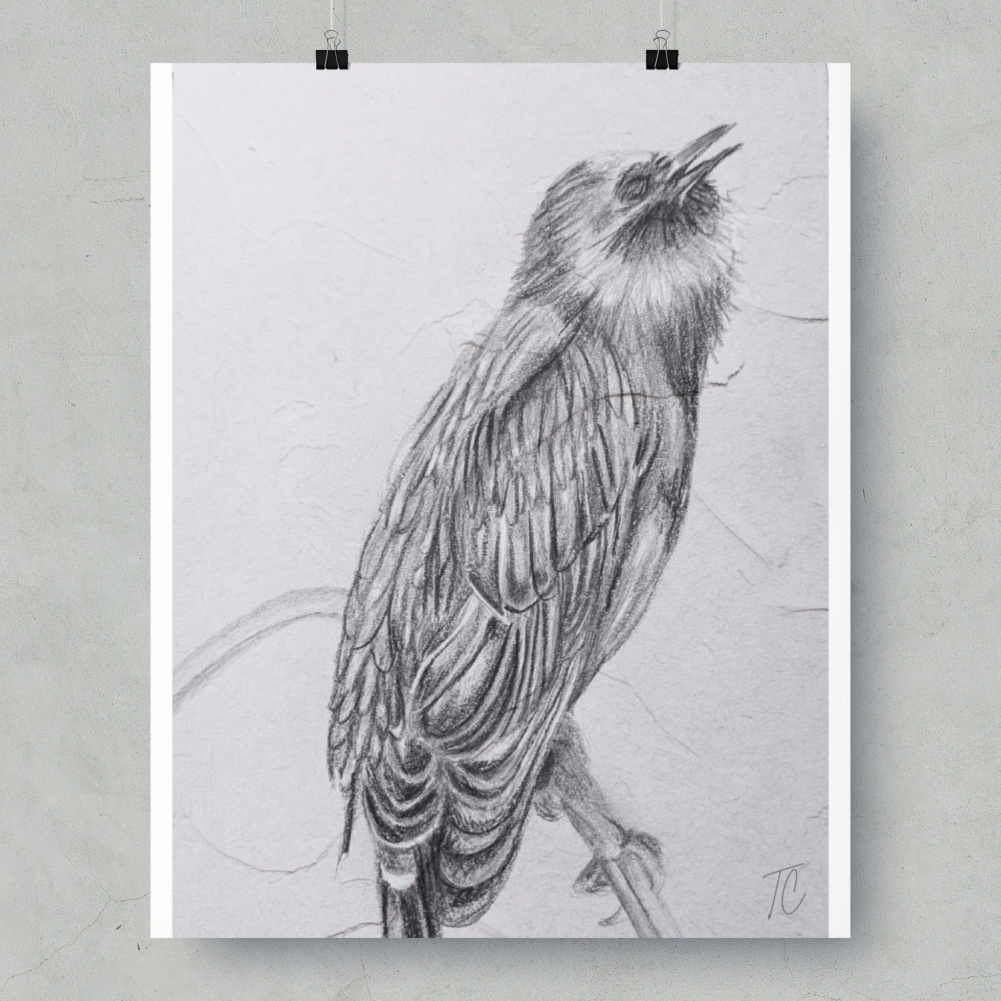 Pencil sketch of a small bird perched on a branch, looking upwards.