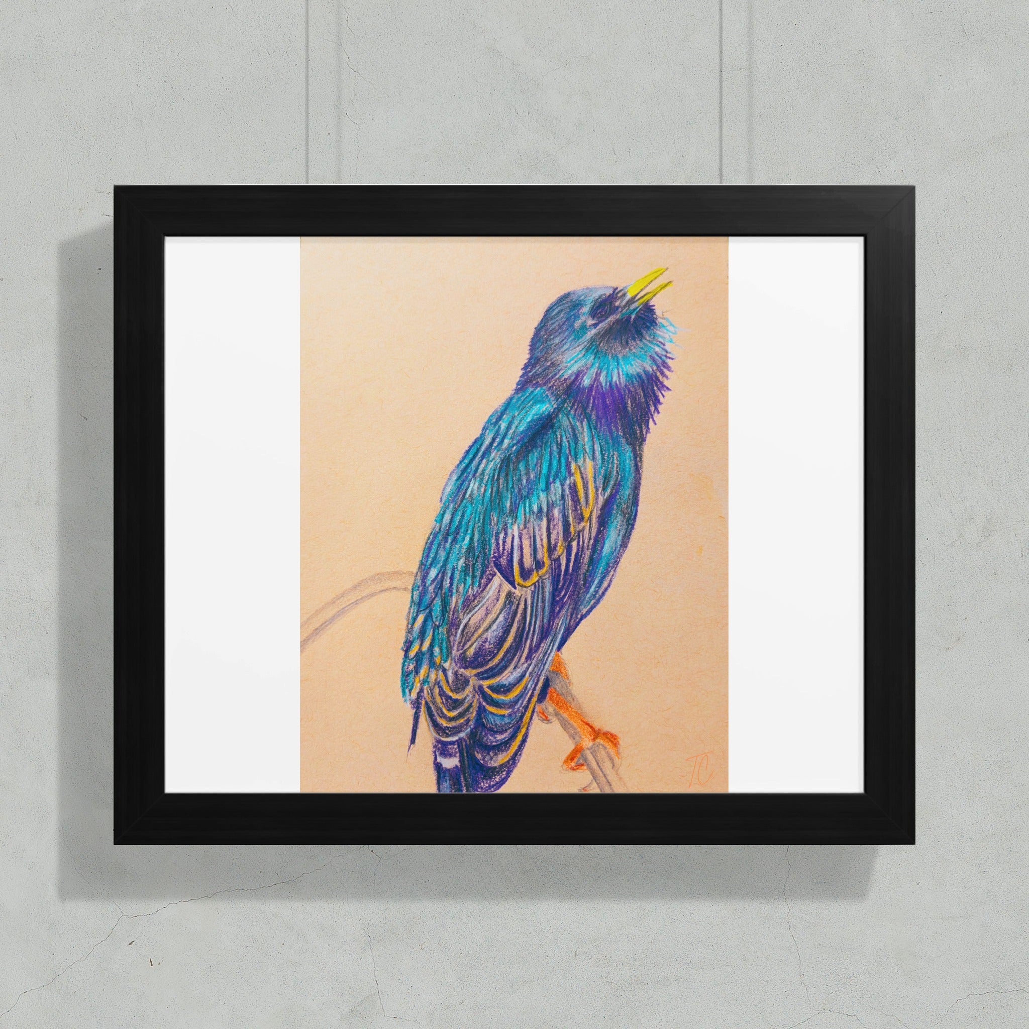 Drawing of a colorful starling perched on a branch, viewed from below.
