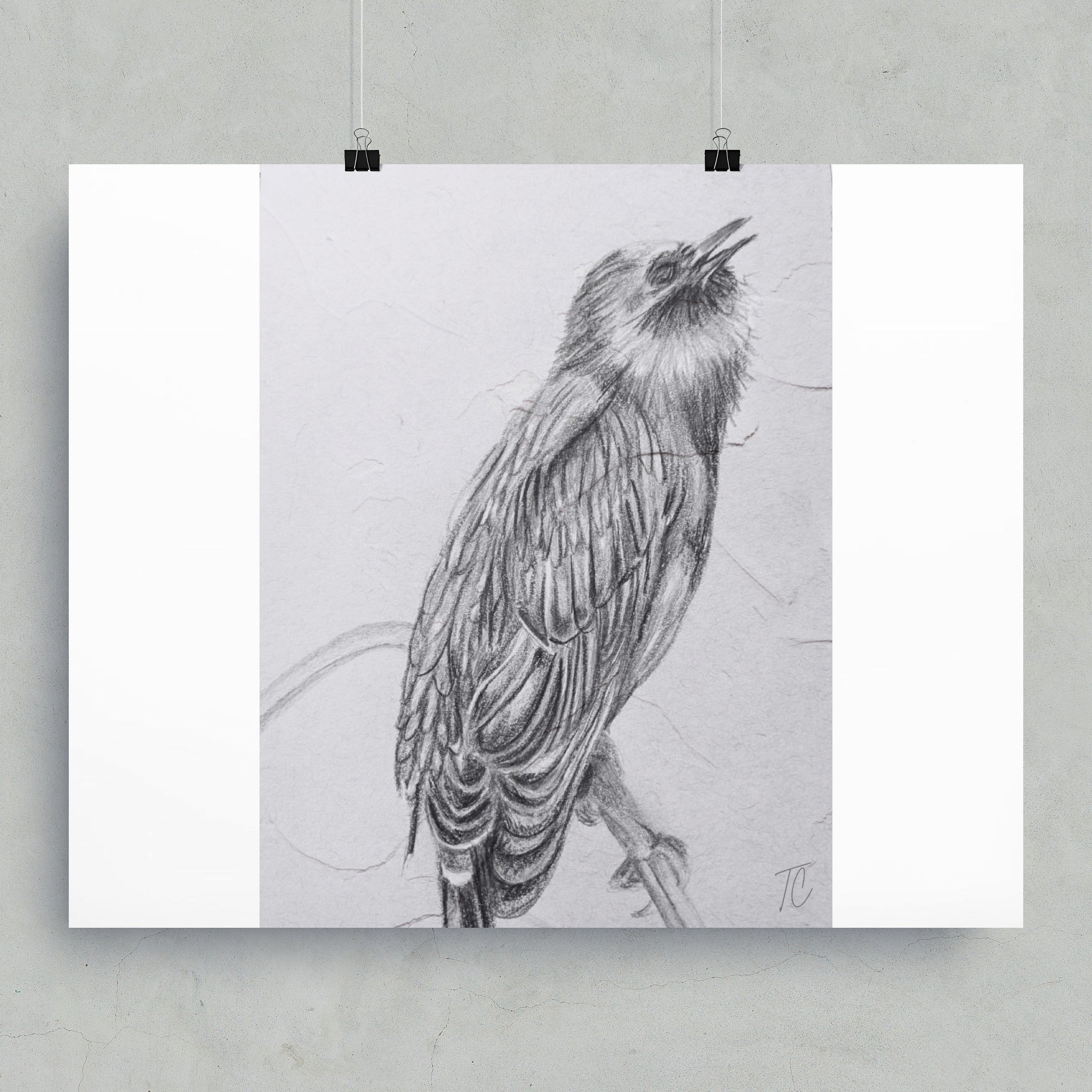 Pencil sketch of a bird on a branch, signed "TC".