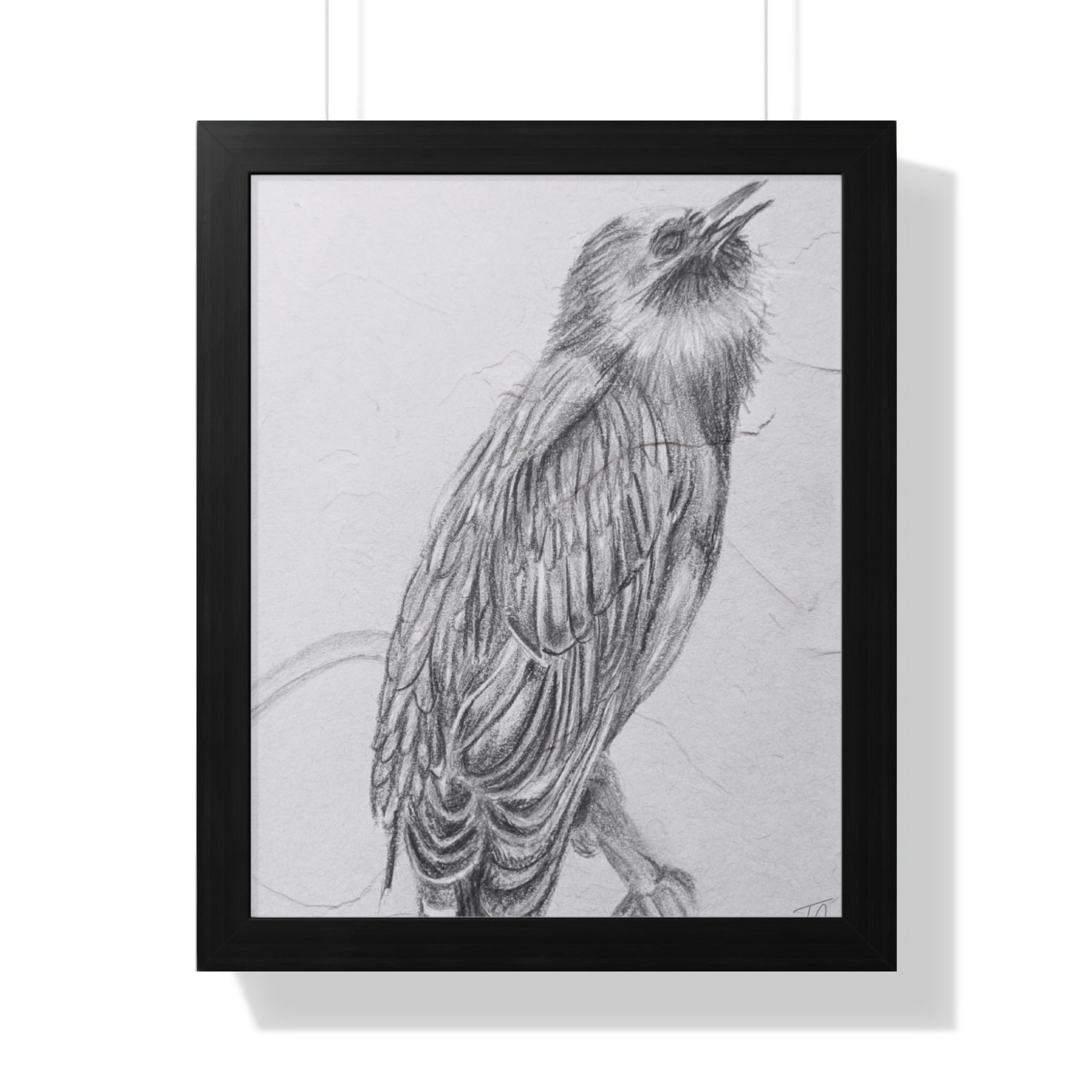 Pencil sketch of a bird with its beak open, framed.